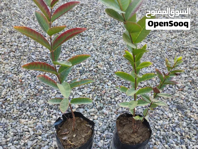 شتلات منزليه ممتازه بسعر مناسب وعرض خاص ومميز للطيبين وعروض خاصه