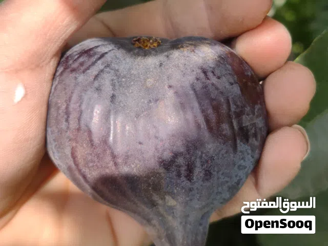 أشجار الفاكهة متوفر جميع أنواع الفواكه مشاتل 22 مايو صنعاء السبعين شارع 45 مقابل جامع الصالح