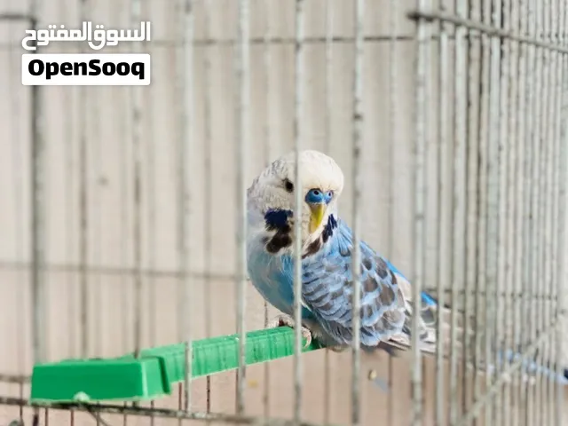 ذكر بقلينو نوعيه مغلوضه ربي يبارك
