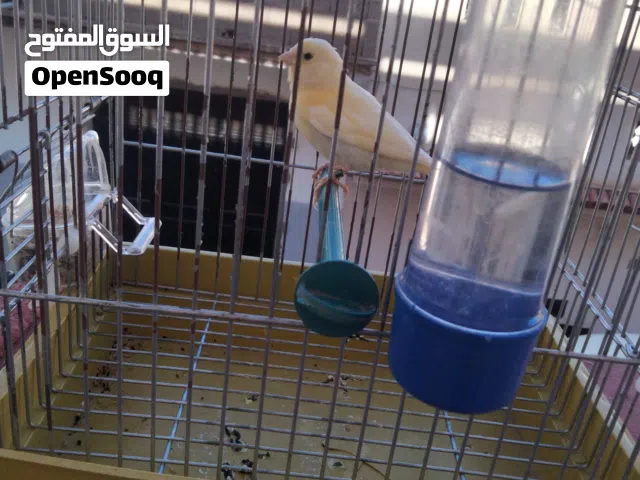 بيع أنتى الكناري
