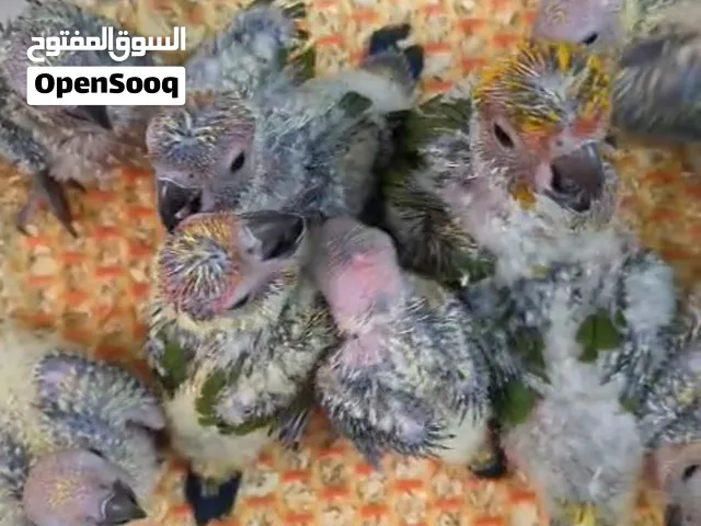 فروخ صن كونير