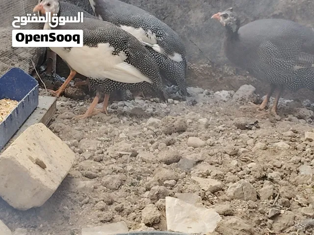 قبج عدد 4 ما اعرف الفحل من نثية