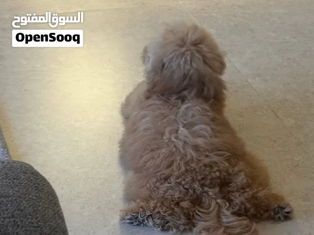 كلب توي بودل toy poodle شهرين للبيع