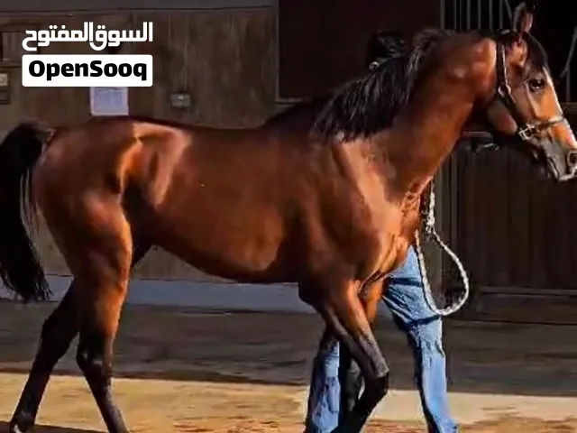 خيل عربي واهو