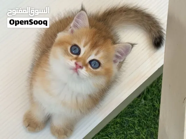 قط جميل جدا ذكر برتش جولد