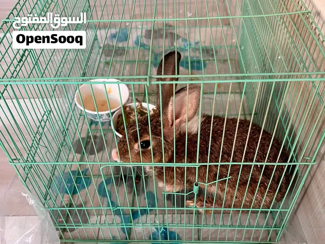 ارنب اليف للبيع