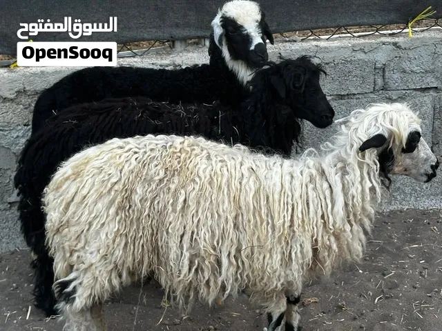 كباشه ماشاءالله