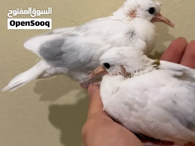 للبيع فروخ ياكريم عس و ازواج ربوه
