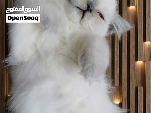 كان هملايا لينيكس بوينت مكس شانشيلا روسي