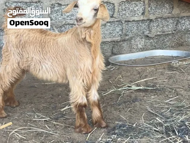 تيوسه عمانيات