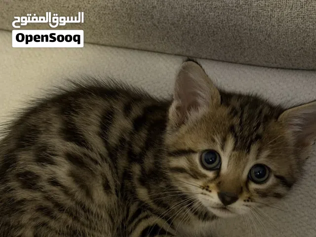 قط بنجالي اصلي عمرهم شهر و نص