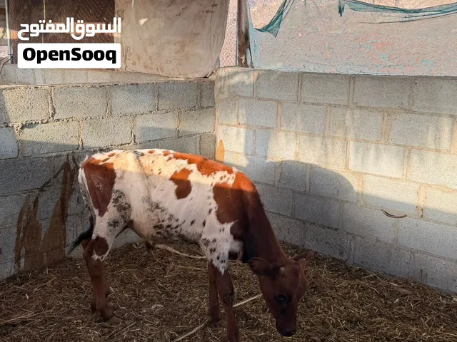 عجل محلي للبيع