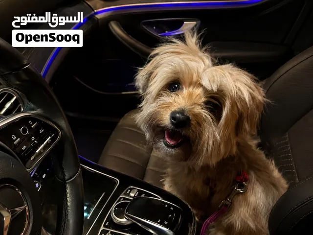 مطلوب ذكر مالتيز ذكر للتزاوج