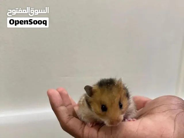 هامستر للبيع