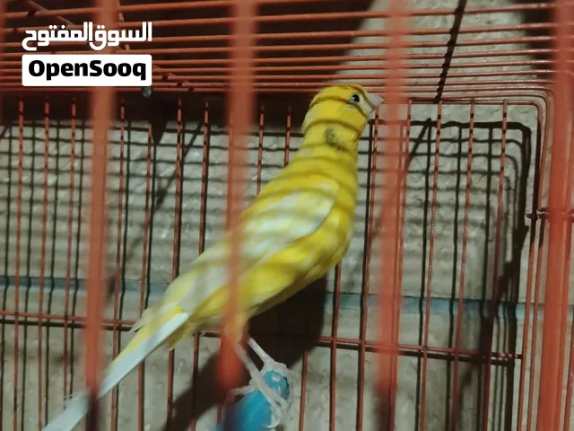 كناري فحل أصفر ليموني مغرد بصحة ممتازة
