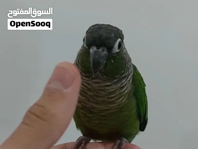 كنيور ربوه