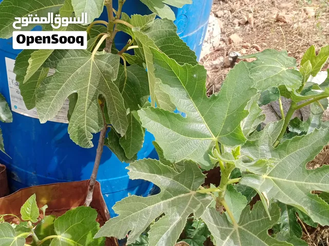 اشتال تين نخب للبيع