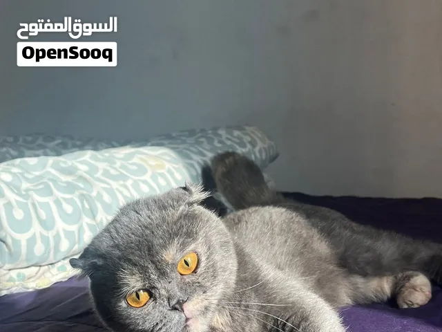 سكوتش فولد للبيع