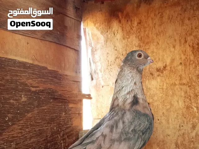 قصوص جمعيات وغزرات شغالين