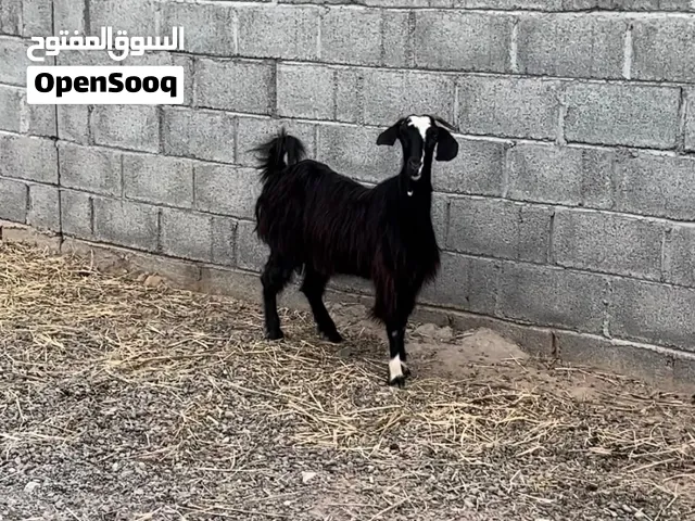 شاه حلال بني سعيد