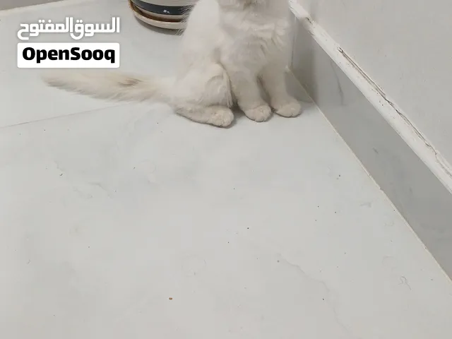 قطه للبيع انثي