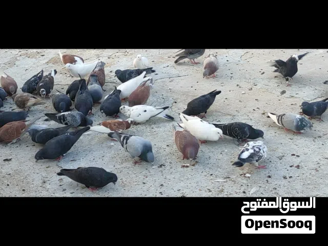خم حمام بلدي بياض وشغال وبصحة ممتازة