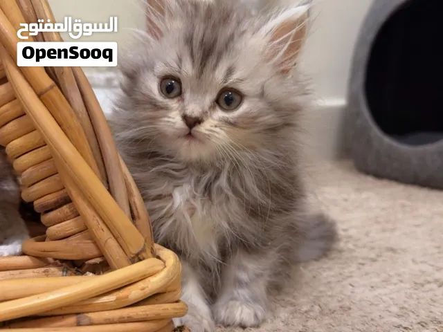 قطط شانشيلا × شيرازي صغيرة Chinchilla Persian Kittens