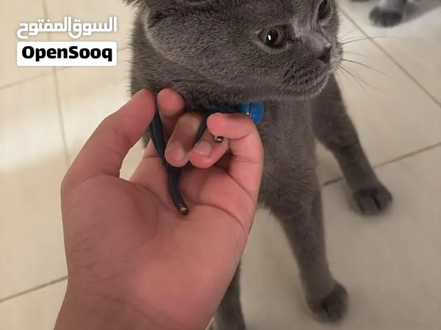 Scottish fold cat for sale