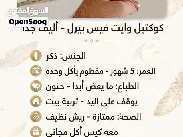 للبيع كوكتيل وايت فيس بيرل - أليف جدا