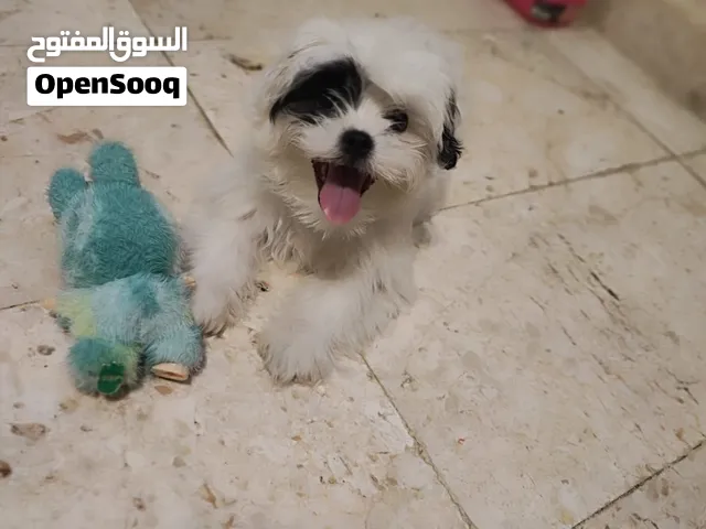 انثي بيور شيتزو عمره 6 شهور معه كل متعلقاته