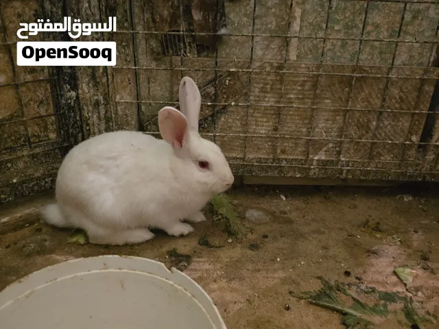 أرانب بلدي وفرنسي