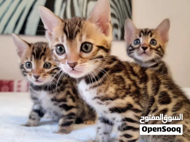 Bengal kittens