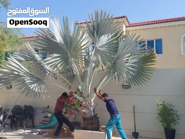 Bismarckia Palm _ نخلة بسمارك
