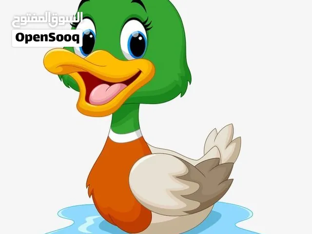 مطلوب بطوط او بشوش ذبح
