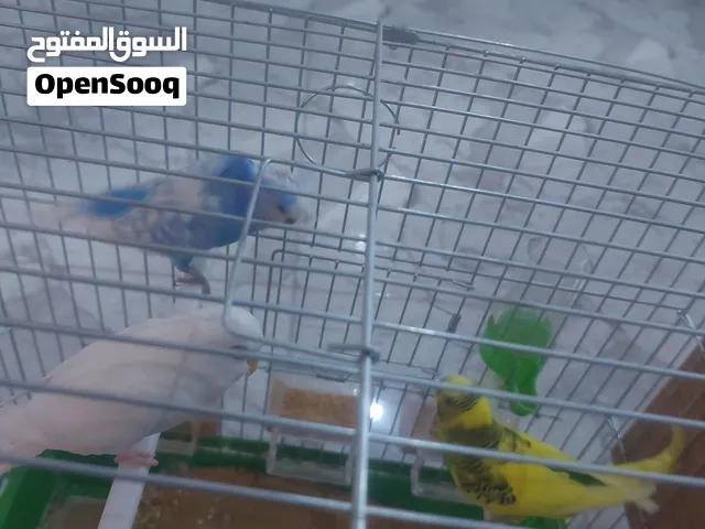 طيور بادجي عاليت المستوة سعر 40$