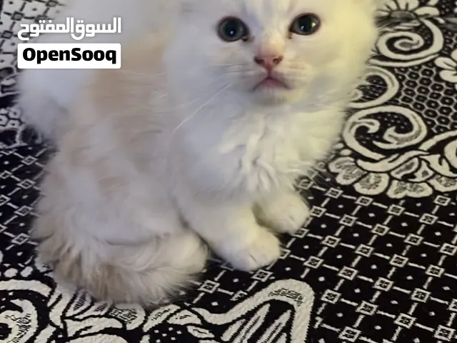قطط صغيرة للبيع