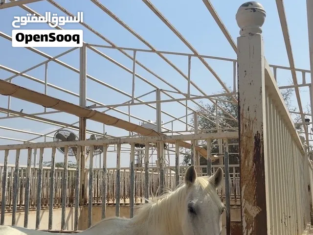 خيل عربي مخصي  هادى لتدريب  معه جواز  العمر :17
