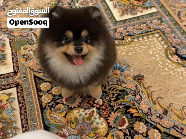 بومرينان بلاك تان تي كاب جواز مايكروجب