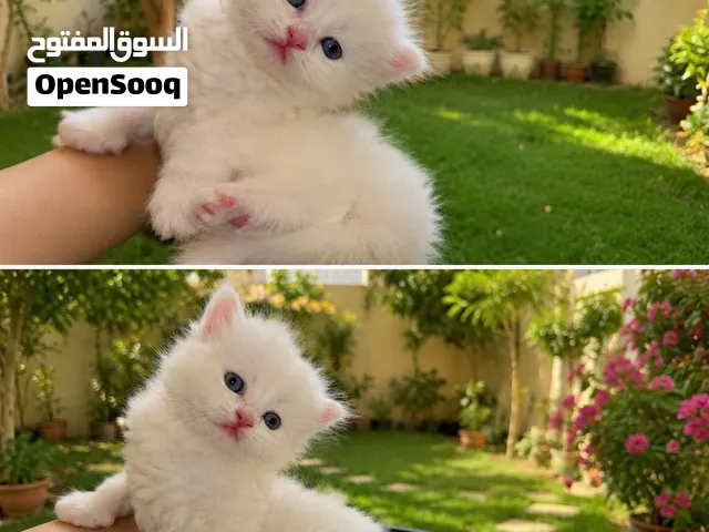 قطط  للبيع بعد  الفطام  العمر  4 اسابيع للحجز .