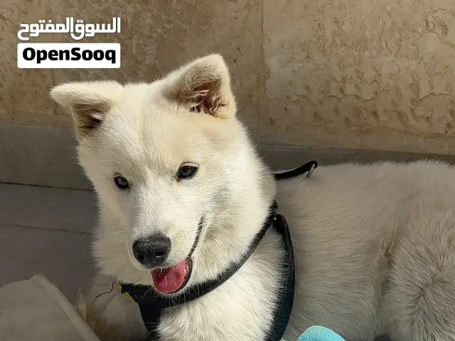 كلبة هاسكي سامويد للبيع
