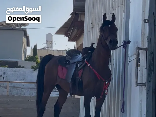 حصان عربي للبيع بدون وراق