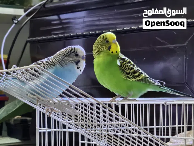 Budgies For Sale