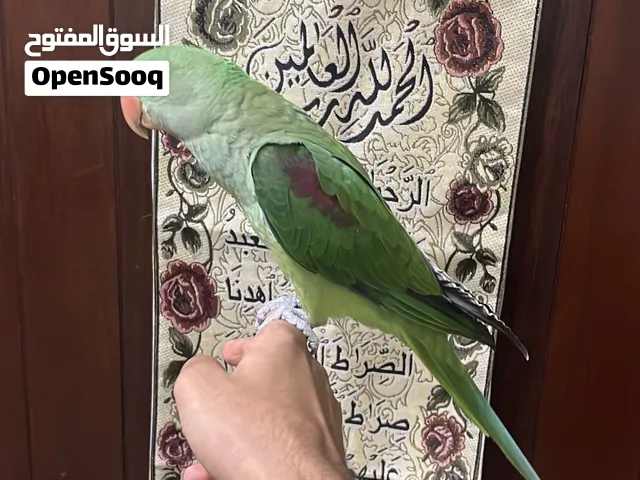 متو نيبالي