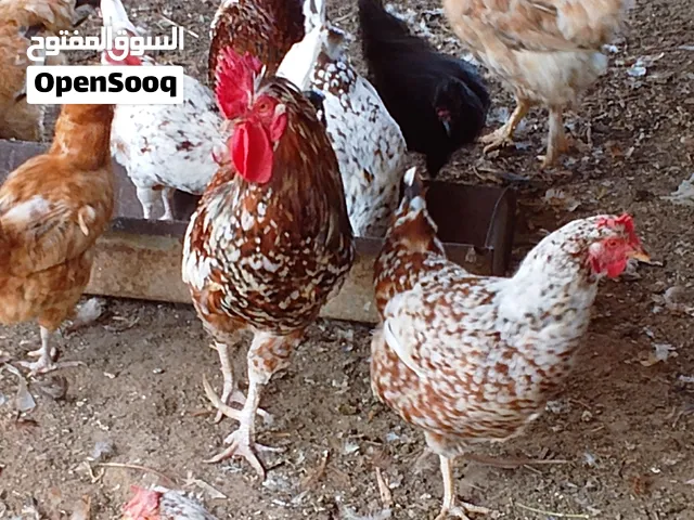 دجاج للبيع