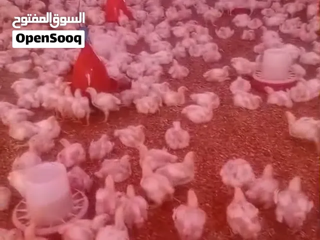 للبيع بالجملة دجاج روس 308