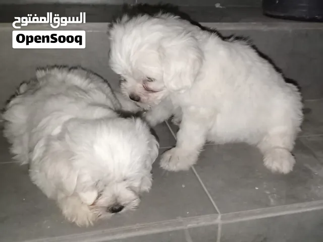 جراوي مالتيز أصلي عمر شهرين للبيع - مستوى ممتازة ونشيطة متوفر فقط اخر 6 حبات 5 ذكور 1 أنثى
