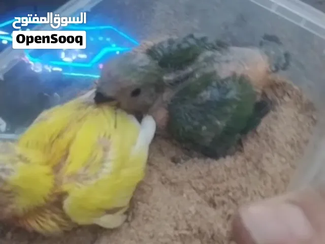 افراخ غندور زق