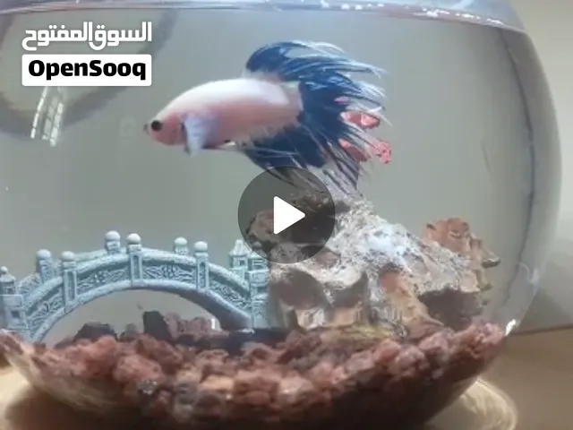 Fighter or betta fish male and female available