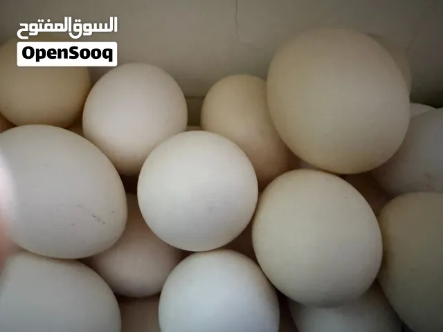 بيض اورجانيك للاكل