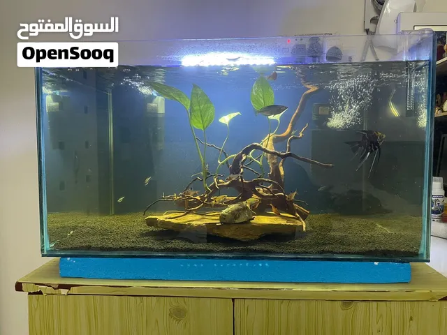 Big fish tank with fish and all accessories comes with two strong filters and one light sand,wood